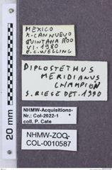 Etikette zu Diplostethus meridanus (NHMW-ZOO-COL-0010587)